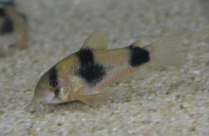 <i>Hoplisoma weitzmani</i> (Nijssen, 1971) コリドラス：ホプリソマ・ウェイツマニ