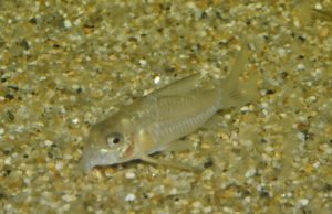 <i>Hoplisoma</i> sp. コリドラス：ホプリソマ sp. ロライマボンディ