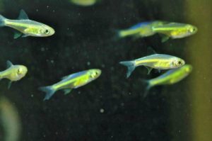 ミクロデヴァリオ・クボタイ