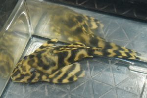<i>Hypancistrus furunculus</i> Armbruster, Lujan & Taphorn, 2007 オレンジブロードバンドタイガープレコ