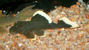<i>Baryancistrus chrysolomus</i> Rapp Py-Daniel, Zuanon & Ribeiro de Oliveira, 2011 イエローフィンブラックプレコ