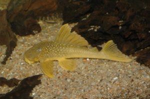 <i>Hemiancistrus subviridis</i> Werneke, Sabaj Pérez, Lujan & Armbruster, 2005 ゴールデンブルーフィンペコルティア