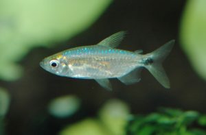 <i>Alestopetersius smykalai</i> Poll, 1967 サファイアコンゴーテトラ＝ブルーダイアモンドコンゴーテトラ