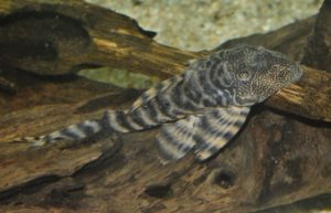 <i>Panaqolus changae</i> (Chockley & Armbruster, 2002) ホワイトタイガープレコ