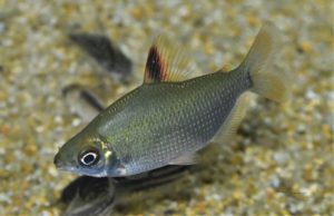 ディスチコドゥス・アフィニス