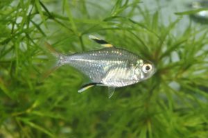 <i>Moenkhausia hemigrammoides</i> Géry, 1965 レッドフェザーフィンテトラ　新称