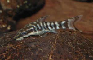 <i>Otocinclus</i> sp. ニューゼブラオトシン