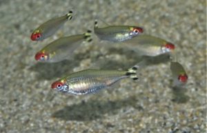 <i>Hemigrammus bleheri</i> Géry & Mahnert, 1986 ラミーノーズ、イエローテール