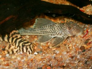 <i>Ancistomus snethlageae</i> (Steindachner, 1911) ホワイトエッジパレペコルティア