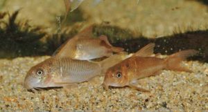 コリドラス：ホプリソマ・アルボリネアトゥム