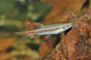 <i>Copella callolepis</i> (Regan, 1912) コペラ・カーロレピス