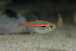 ヒぺッソブリコン・アマパエンシス