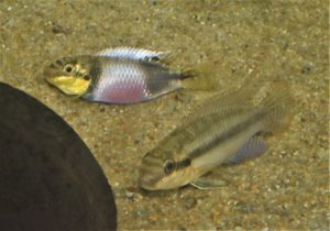 <i>Pelvicachromis subocellatus</i> (Günther, 1872) ペルヴィカクロミス・スボケラートゥス　マタディ