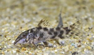 アスピドラス sp. ドラゴンレオパード