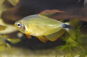 ヒフェッソブリコン・プロキオン