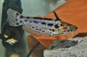 <i>Trachelyichthys exilis</i> Greenfield & Glodek, 1977 ブルドックタチア