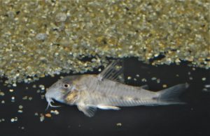 <i>Corydoras rikbaktsa</i> (Lima, F. C. T. and M. R. Britto,  2020)  コリドラス・リクバクツァ