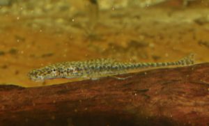  マラリアオトシン