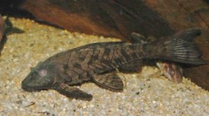 <i>Pseudorinelepis genibarbis</i> (Valenciennes, 1840) アーマードプレコ