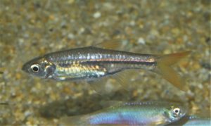 <i>Rasbora</i> sp. イエローテールラスボラ