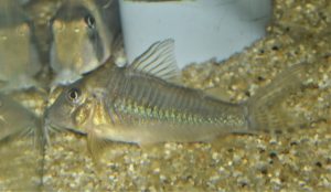 コリドラス：ブロキス sp. プルスⅢ