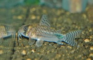 <i>Hoplisoma</i> sp.  コリドラス：ホプリソマ sp. ミラグロ