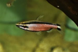 <i>Nannostomus</i> sp. クリムゾンブラックラインペンシル