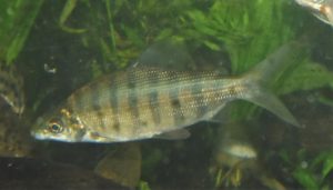 <i>Distichodus mossambicus</i> Peters, 1852 ディスティコドゥス・モーサンビクス