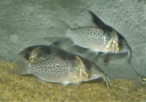 コリドラス：ブロキス sp. アルトタパジョス