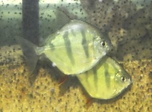 <i>Metynnis fasciatus</i> Ahl, 1931 タイガーメチニス