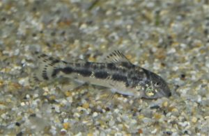 アスピドラス・スピロトゥス