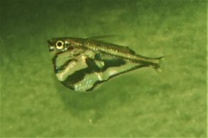 <i>Carnegiella strigata</i> (Günther, 1864) マーブルハチェット