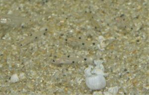 <i>Amazonspinther dalmata</i> Bührnheim, Carvalho, Malabarba & Weitzman, 2008 ダルメシアンテトラ