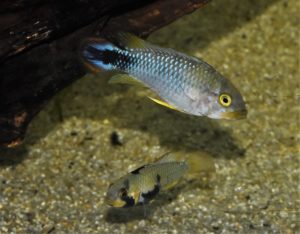 <i>Apistogramma panduro</i> Römer, 1997 アピストグラムマ・パンドゥロ