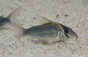 コリドラス：ブロキス sp. ロングノーズルイーザ