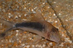 <i>Corydoras solox</i> Nijssen & Isbrücker, 1983 コリドラス・ソロックス