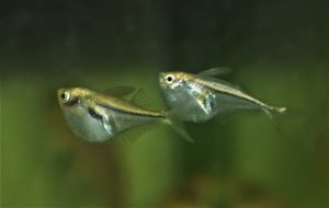 <i>Carnegiella myersi</i> Fernández-Yépez, 1950 グラスハチェット