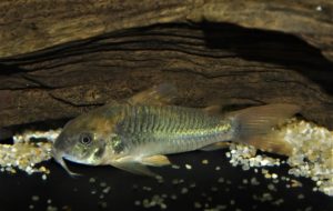 <i>Osteogaster</i> sp. コリドラス：オステオガステル sp. フレスコ