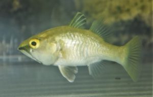 <i>Glossamia aprion</i> (Richardson, 1842) グロッサミア・アプリオン