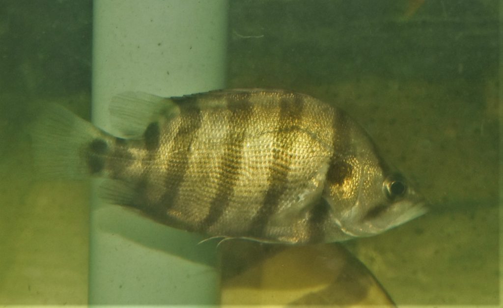 Datnioides polota (Hamilton, 1822) メニーバータイガー - プラゼール