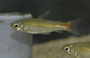 <i>Curimatopsis evelynae</i> Géry, 1964 クリマトプシス・エヴェリナエ