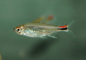 <i>Axelrodia stigmatias</i> (Fowler, 1913) ホタルテトラ、レッド