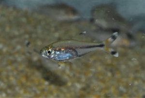 <i>Hyphessobrycon bayleyi</i>, Lima & Bastos & Rapp Py-Daniel & Ota, 2022 オレンジシザーステールカラシン
