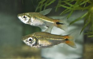 <i>Curimatopsis macrolepis</i> (Steindachner, 1876) クリマトプシス・マクロレピス