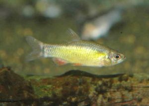 <i>Neolebias ansorgii</i> Boulenger, 1912 ネオレビアス・アンソルギー