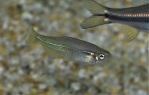 <i>Danio kerri</i> Smith, 1931 ブルーダニオ