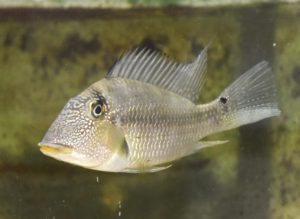 <i>Satanoperca leucosticta<i> (Müller & Troschel, 1849) サタノペルカ・レウコスチクタ