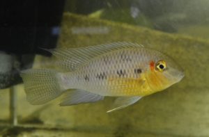 <i>Crenicara punctulata</i> (Günther, 1863) ヘラクレスシクリッド