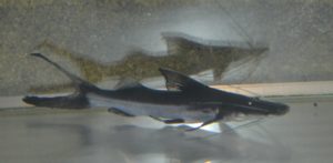 <i>Brachyplatystoma platynema</i> Boulenger, 1898 ゴスリニア