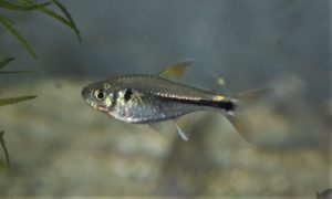 <i>Bryconella pallidifrons</i> (Fowler, 1946) ビックリマークテトラ